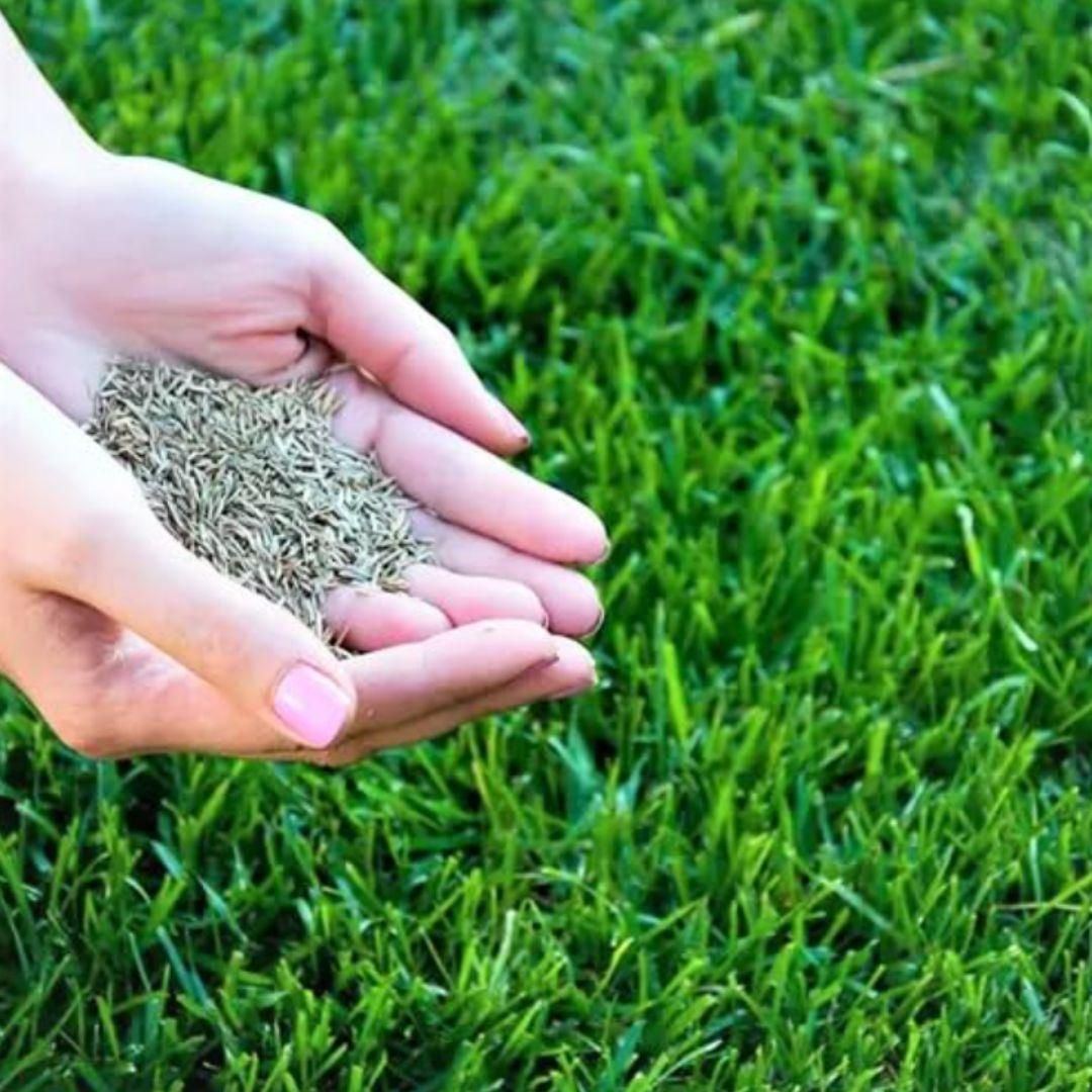 Grass Seeds Hybrid Best For Your Beautiful Home Gardening (Pack Of 100 seeds) (Pack of 3)