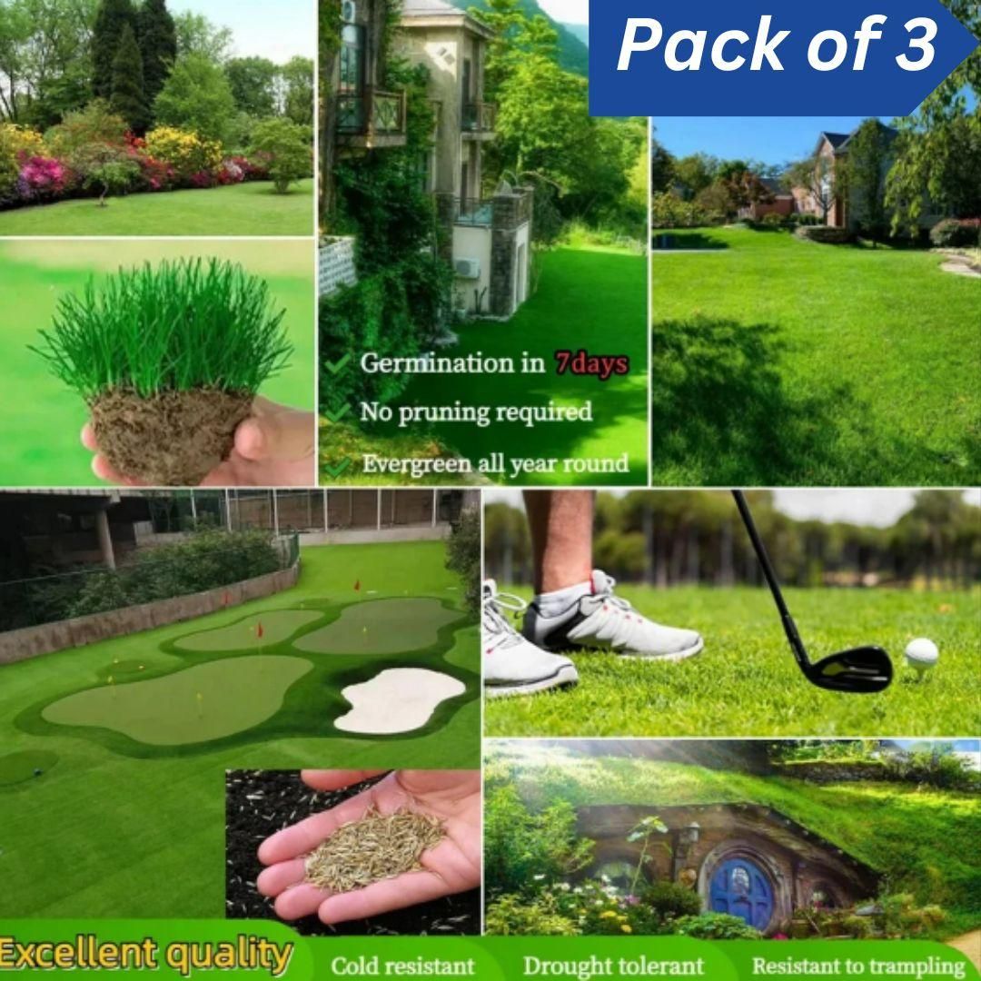 Grass Seeds Hybrid Best For Your Beautiful Home Gardening (Pack Of 100 seeds) (Pack of 3)
