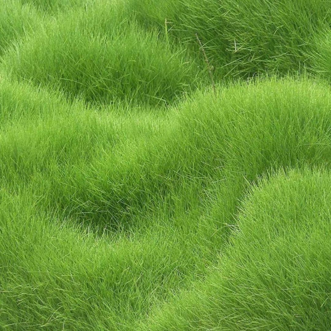 Grass Seeds Hybrid Best For Your Beautiful Home Gardening (Pack Of 100 seeds) (Pack of 3)