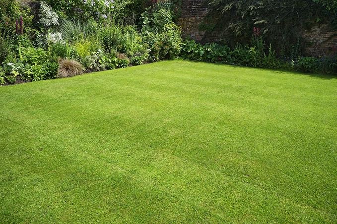 Grass Seeds Hybrid Best For Your Beautiful Home Gardening (Pack Of 100 seeds) (Pack of 3)