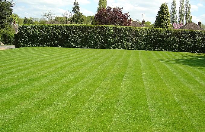 Grass Seeds Hybrid Best For Your Beautiful Home Gardening (Pack Of 100 seeds) (Pack of 3)