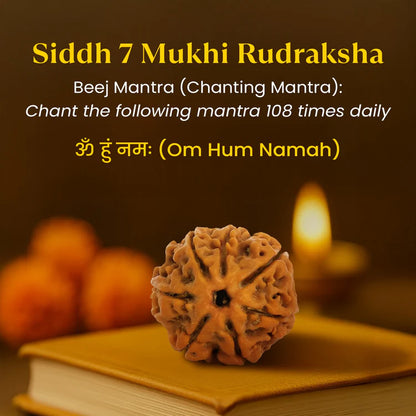 Siddh 7 Mukhi Rudraksha (Nepali Beads) with Silver Capped Pendant