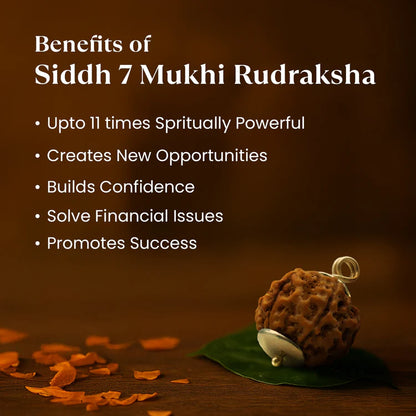 Siddh 7 Mukhi Rudraksha (Nepali Beads) with Silver Capped Pendant
